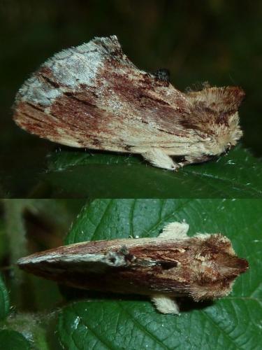 Réf. 190 322 : Ptilodon cucullina